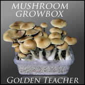 Buy Magic Mushroom Golden Teacher Growbox